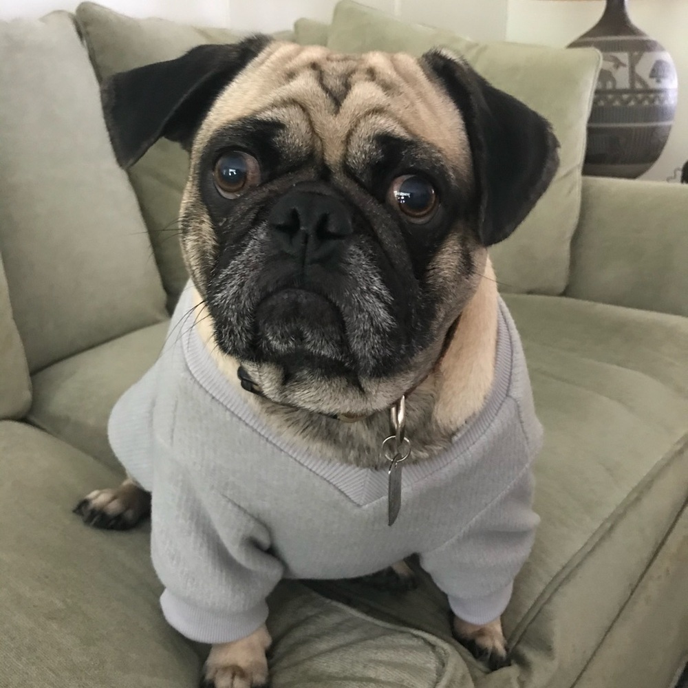 iChoue Gray Dog Sweater